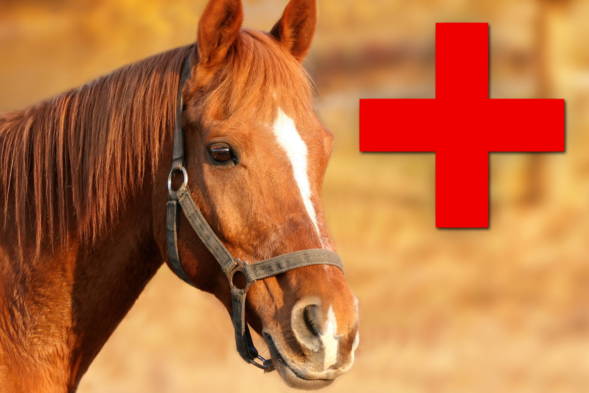 Horse Illness in Boulder City, Nevada