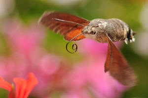 That's Not A Hummingbird...It's A Bug