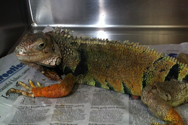 This Month's Adoptable Pet: Iguana Jones!