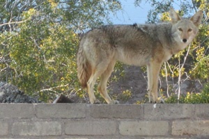 Fan Photo: Jenn Haag's Coyote