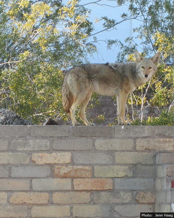 Fan Photo by Jenn Haag - Coyote in Boulder City, Nevada