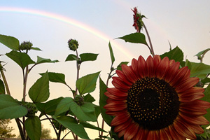 Fan Photo: Sunflower by Joe Roche