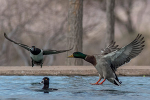 Fan Photo: Joe Tagavegas Ducks