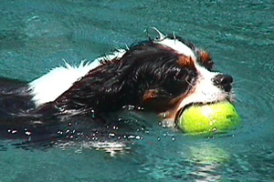 Save the Date for Soggy Doggy!
