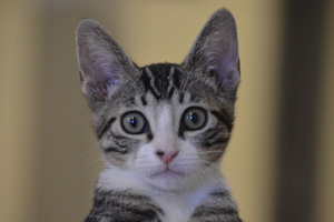 This Month's Adoptable Pets...They're Plane Crash Survivors
