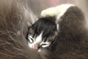 3 Day Old Kittens at Animal Shelter