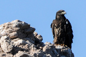 113 Bald Eagles Counted at Lake Mead