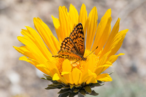 Spring Has Sprung at Lake Mead NRA
