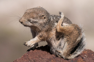 Fan Photo: Antelope Ground Squirrel