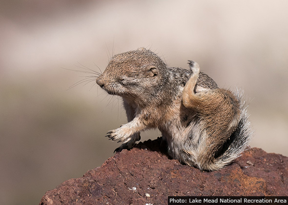 Anelope Ground Squirrel near Boulder City, Nevada