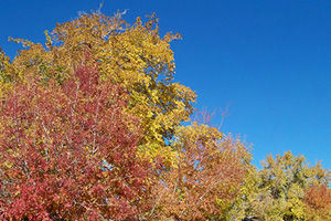 Fan Photo: Larry Hunt's Fall Leaves
