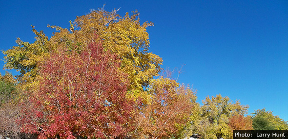 Fall Leaves in Boulder City, Nevada