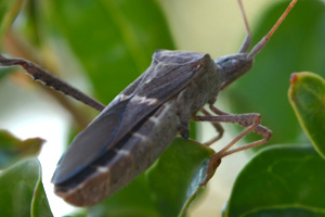 Leaf-Footed Bugs...Pomegranates with a Side of Protein!