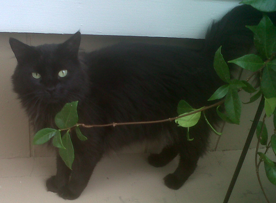 Lost Cat in Boulder City, NV Lost Cat in Boulder City, NV