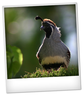 Gambel's quail