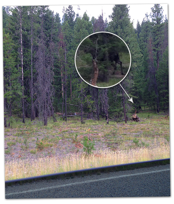 Montana Moose