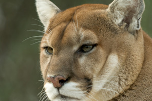 Mountain Lion Sighting in Hemenway Valley