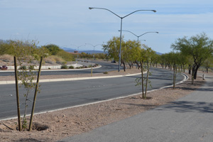 New Trees on Veterans Memorial Dr.