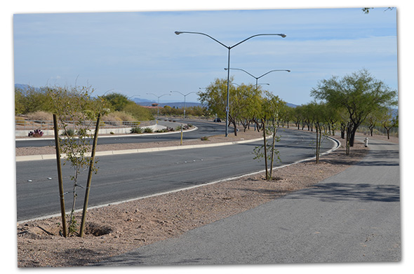 New Trees on Veterans' Memorial Drive in Boulder City, NV