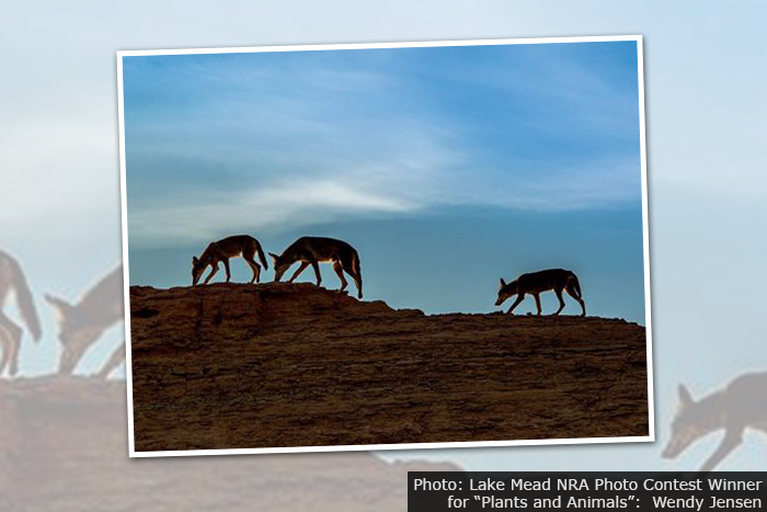 Fan Photo: Lake Mead NRA Photo Contest Winner for ‘Plants & Animals’