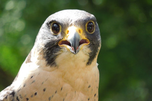 Peregrine Falcon