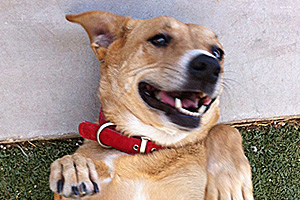 NEW: Adoptable Pet of the Month!