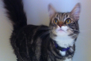 Adoptable Pet of the Month!