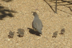 Mommy Quail's New Brood