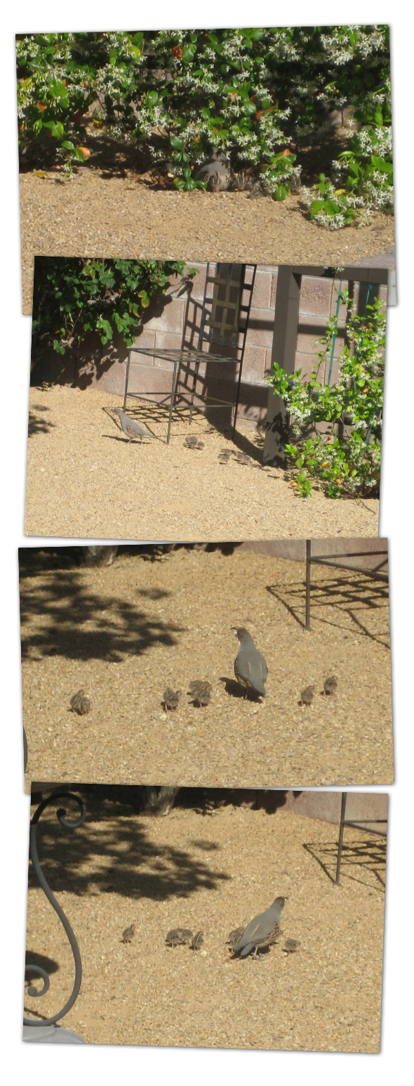 Quail Family in Boulder City, Nevada Quail Family in Boulder City, Nevada