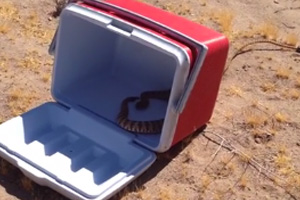 Into the Wild: A Rattlesnake Release