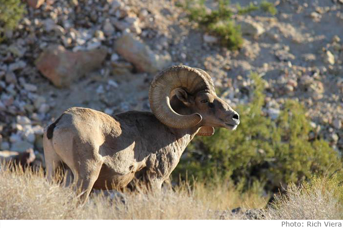 Rich Viera Big Horn Sheep in Boulder City, Nevada