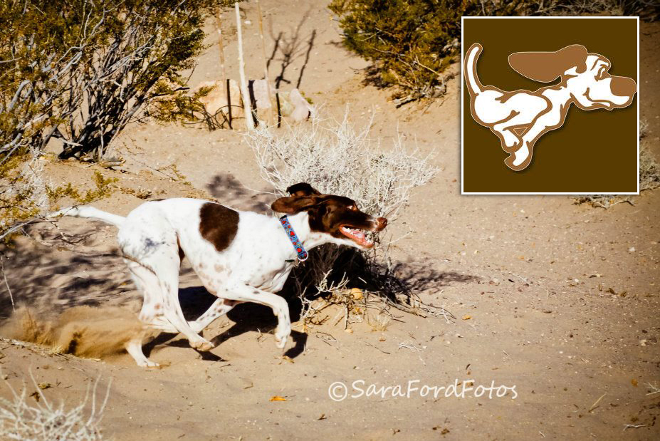 Fan Photo: See Spot Run by Sara Ford Fotos