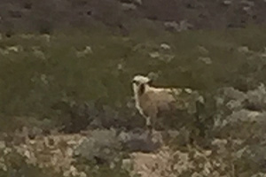 Over-Turned Sheep Trailer in Boulder City