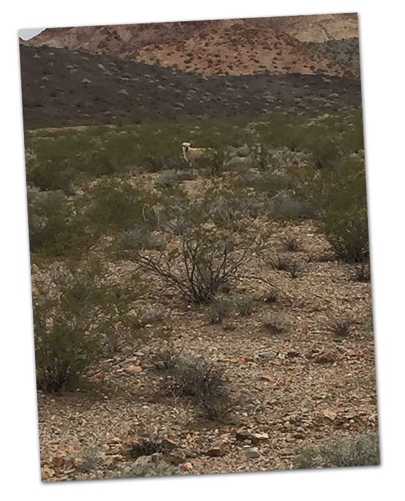 Sheep Accident near Boulder City, Nevada