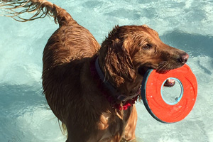 Soggy Doggy 2015 Photo Gallery