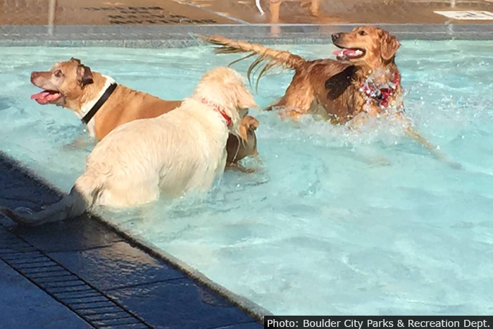 2016 Soggy Doggy Pool Pawty ~ Sept. 10th