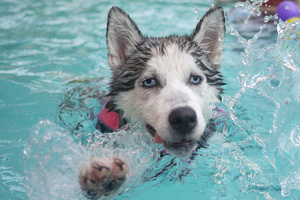 Soggy Doggy is Sept. 12th