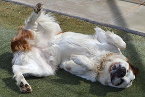 Adoptable Pet! A St. Bernard, No Less!