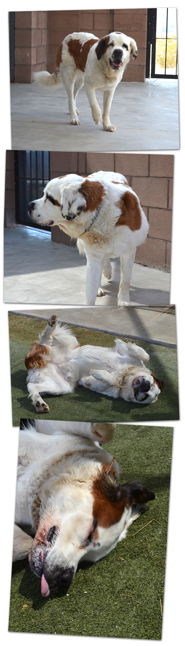 St. Bernard for Adoption in Boulder City, Nevada