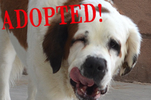 And...Tink Has A Home