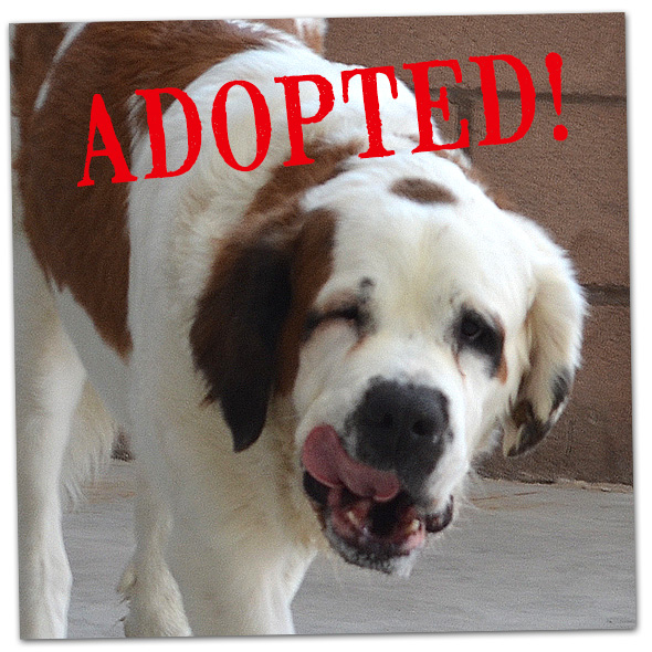 Tink Adopted in Boulder City, Nevada