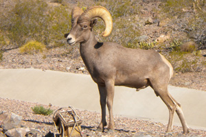 Fan Photo: Bighorn Sheep by Tom Watts