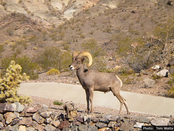 Bighorn Sheep in Boulder City, Nevada by Tom Watts