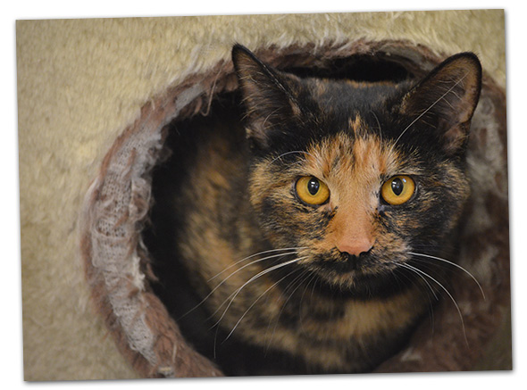 Tortoise Cat for Adoption in Boulder City, NV
