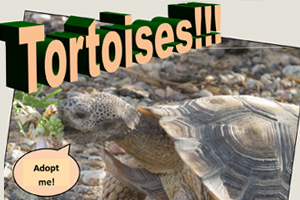 Desert Tortoise Meeting & Adoption Fair