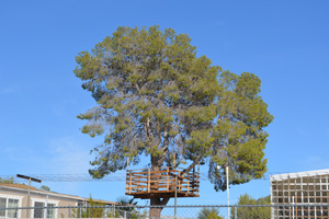 I'm "Totes Jelly" On This Tree House!