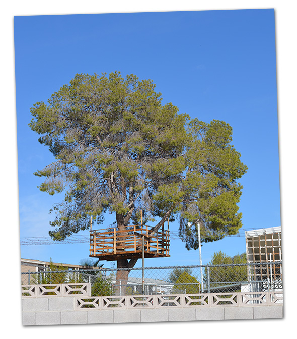 Tree House in Boulder City, Nevada