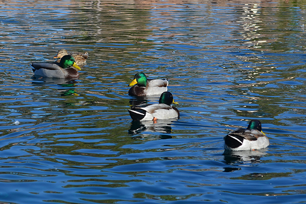 Just Duckin' The Day Away