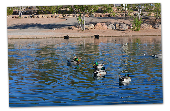 Ducks in Veterans Memorial Park Pond in Boulder City, Nevada