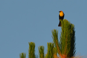 Well, Look Who is Migrating Thru BC!